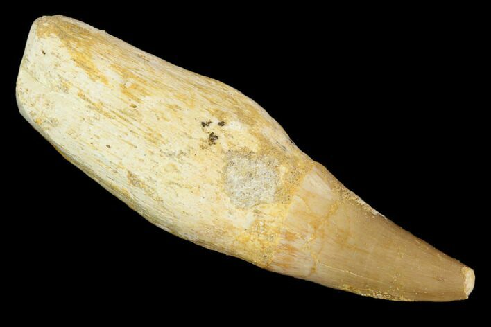 Fossil Rooted Mosasaur (Eremiasaurus) Tooth - Morocco #117002